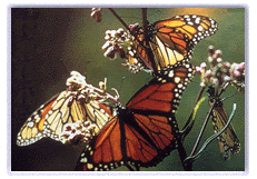 Flora y fauna mexicana como las mariposas monarca