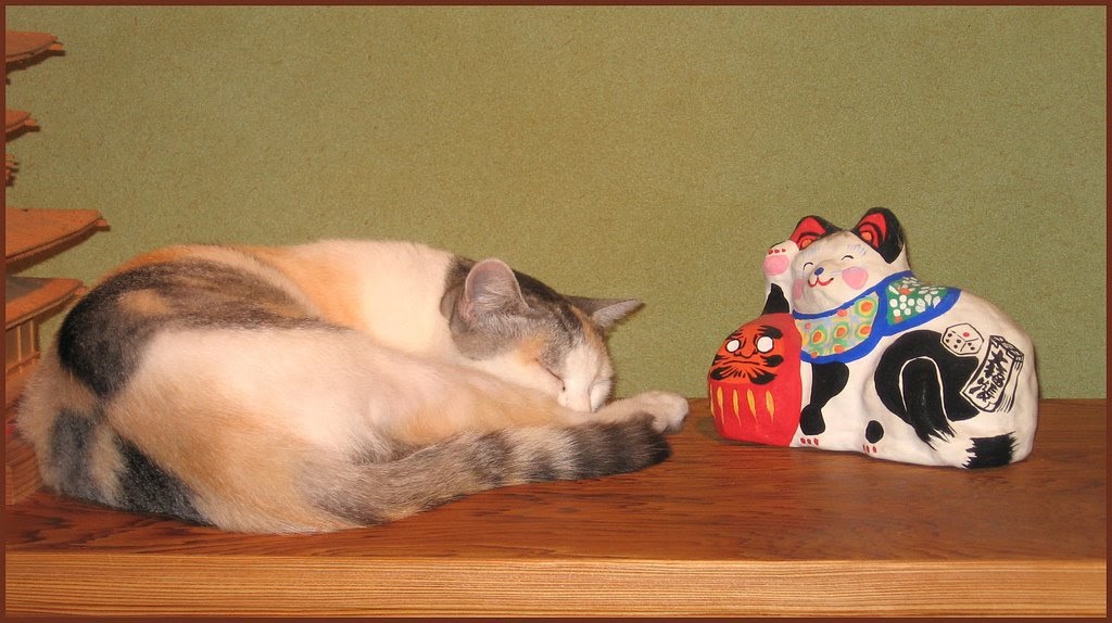 Daruma Doll Museum Cats and Daruma