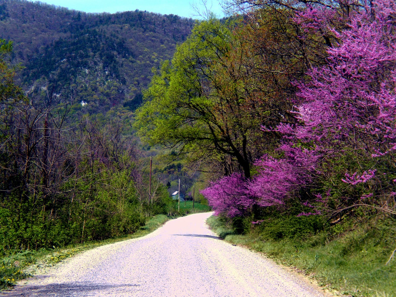 Labyrinth Gal: Redbuds along the road