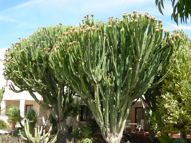 Cactus!