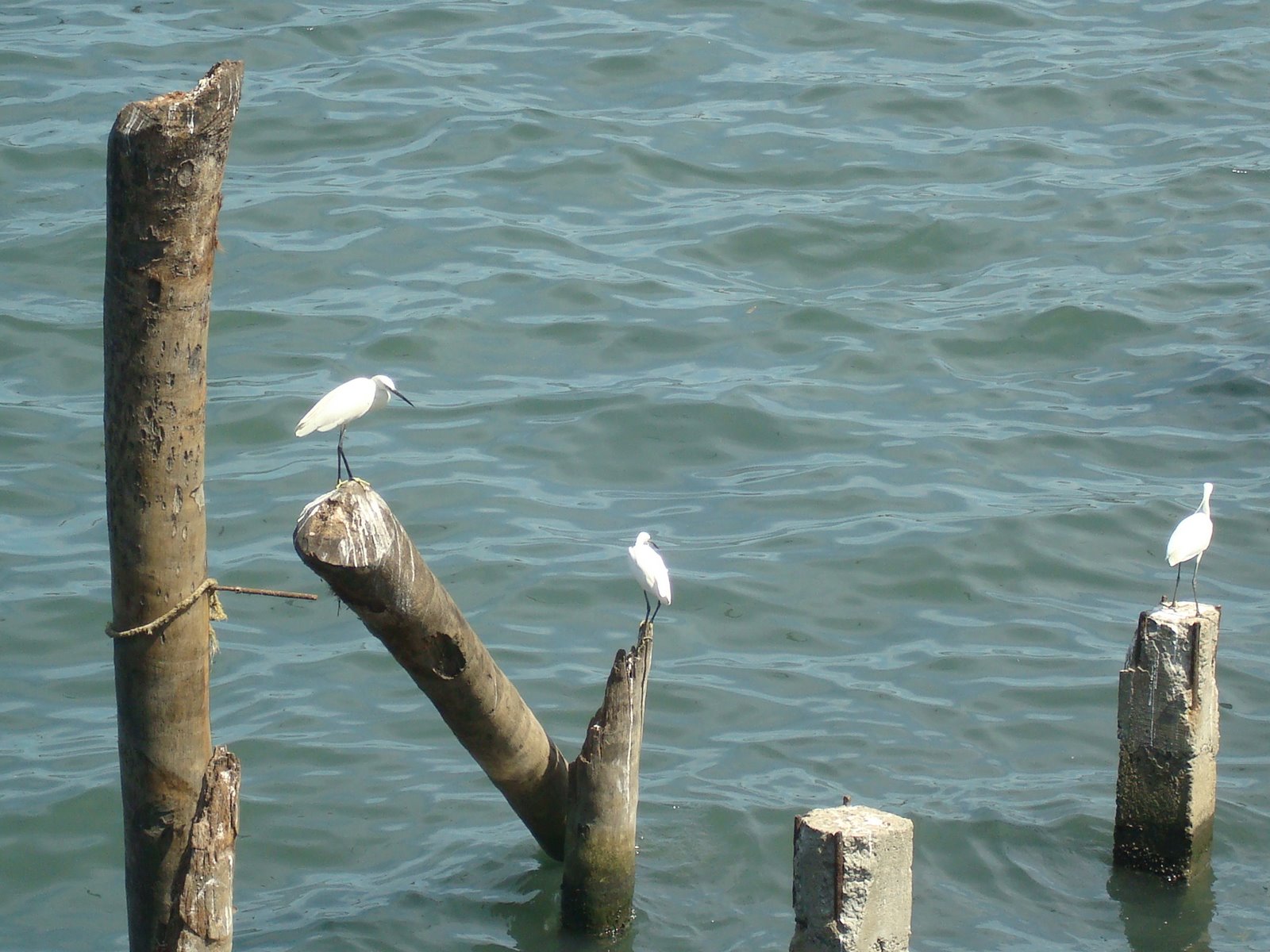 [kerala2009+083.jpg]