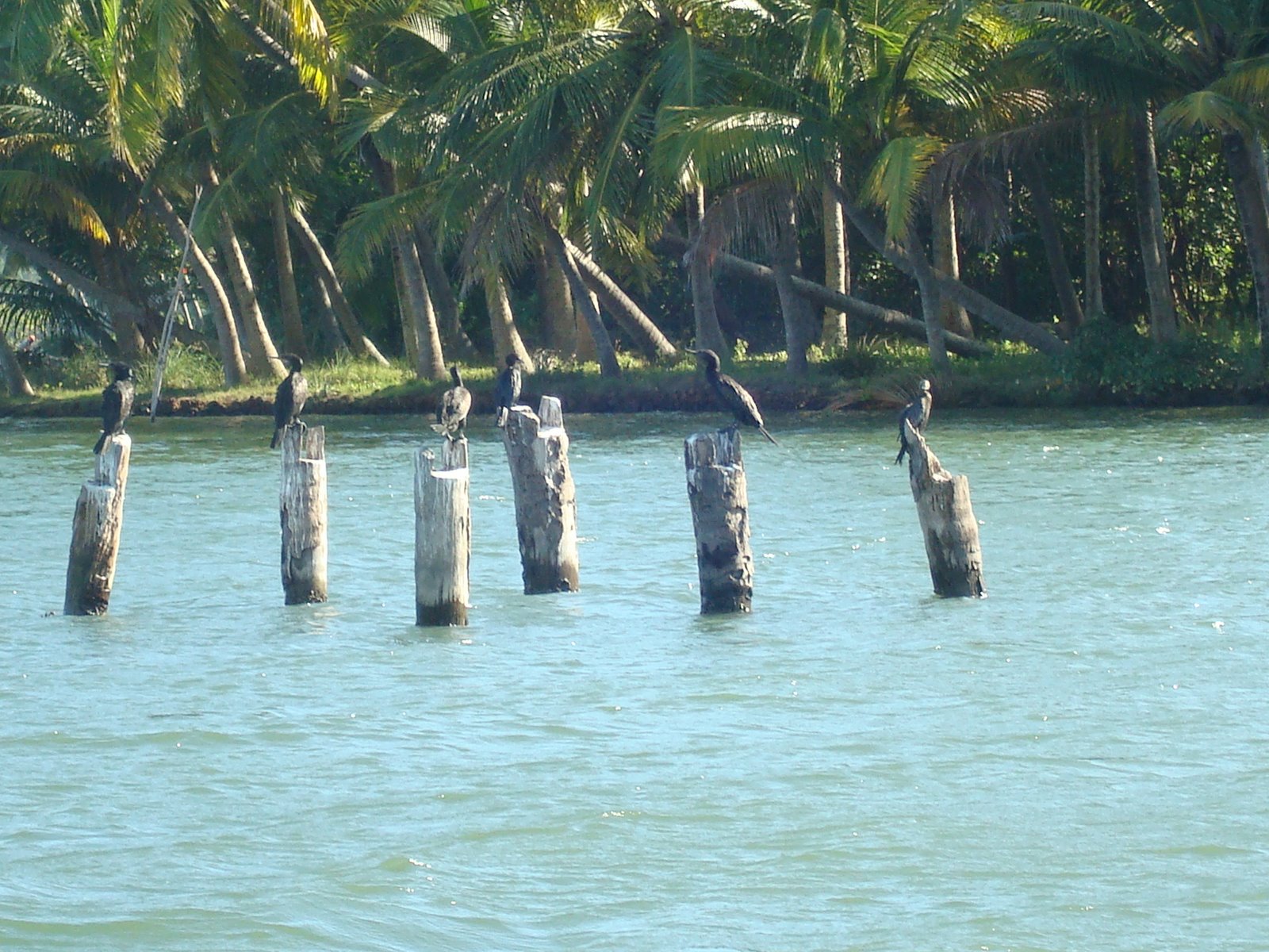 [kerala2009+077.jpg]