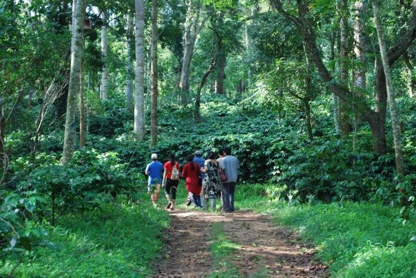 [coffee-hoysala.jpg]