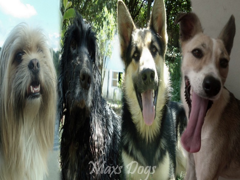 Diario Maxs Dogs