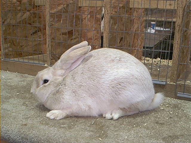 Rabbit type. Rabbit type
