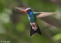 hummingbird bird birds hummingbirds humming flying backwards broad billed fly pretty title cynanthus peonies latirostris colorful come animal garden gripping