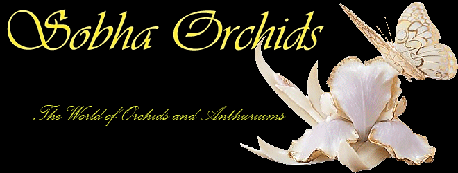 Sobha Orchids