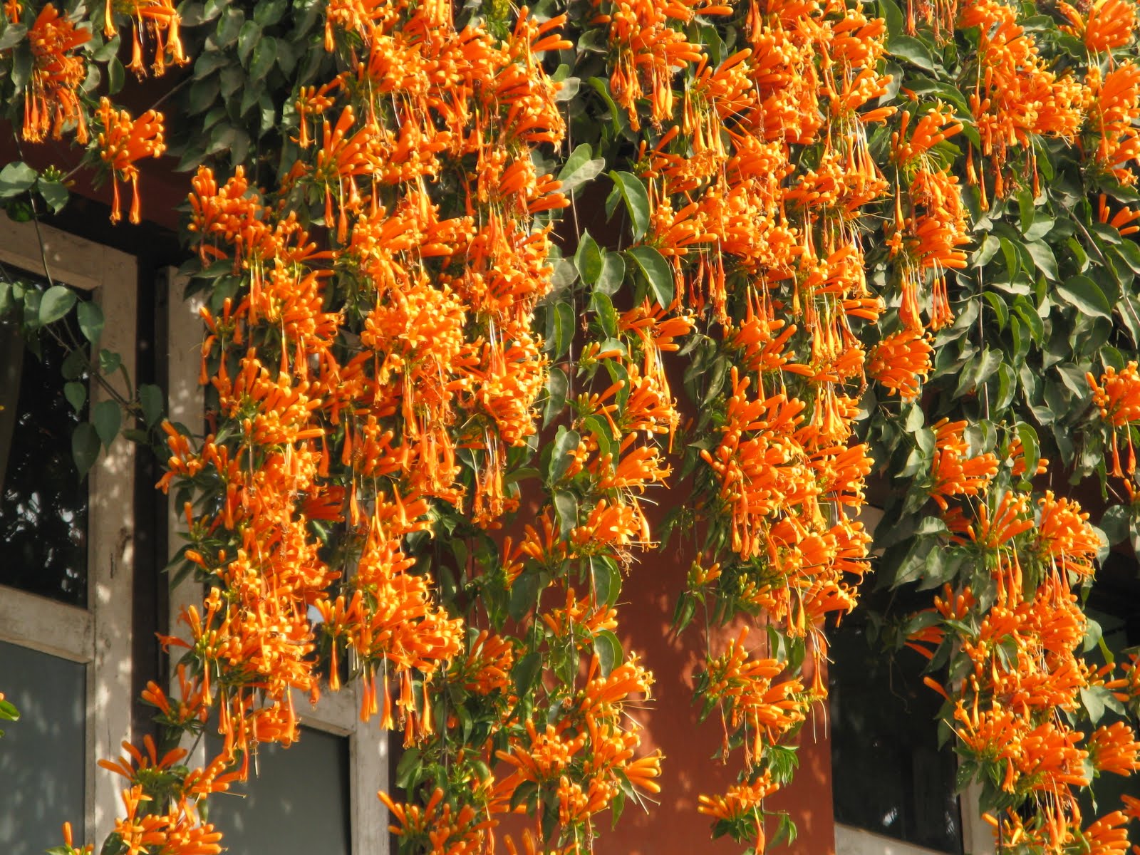 Meanderings Flame Vine