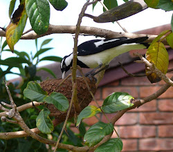 bird pee wee birds ground program science dwelling mostly