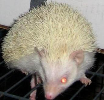 move on or get lost: albino animal..amazing