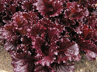 beautiful red cold weather lettuce