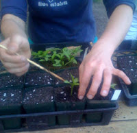 transplanting seedling pots with a chopstick