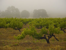 Vineyard after Summer rain  2007
