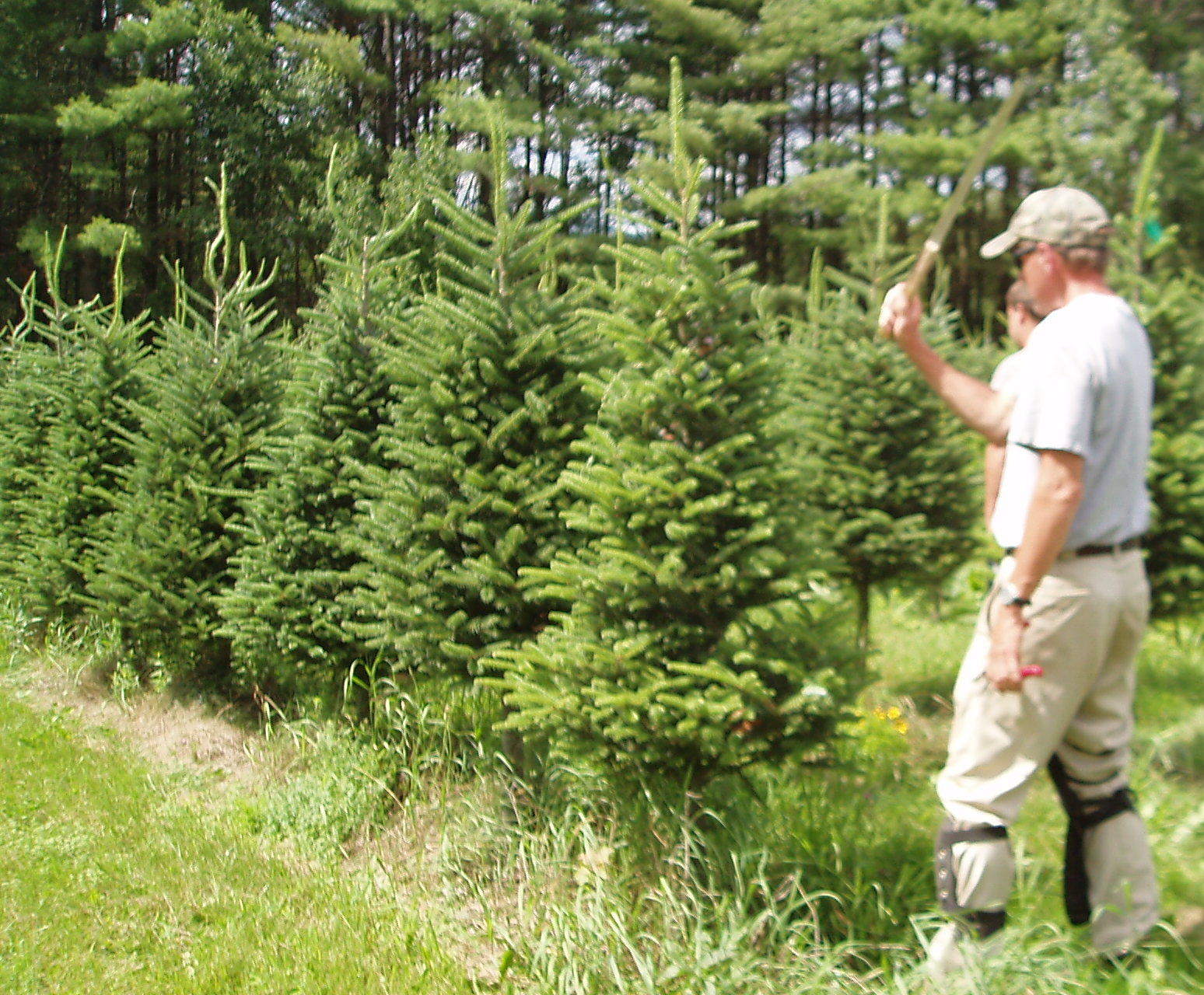 New Hampshire Christmas Trees Meet Dana Blais of Hidden Meadows Tree