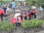Kegiatan Penanaman 1000 mangrove di Bedul, Resort Grajagan  Taman Nasional Alas Purwo