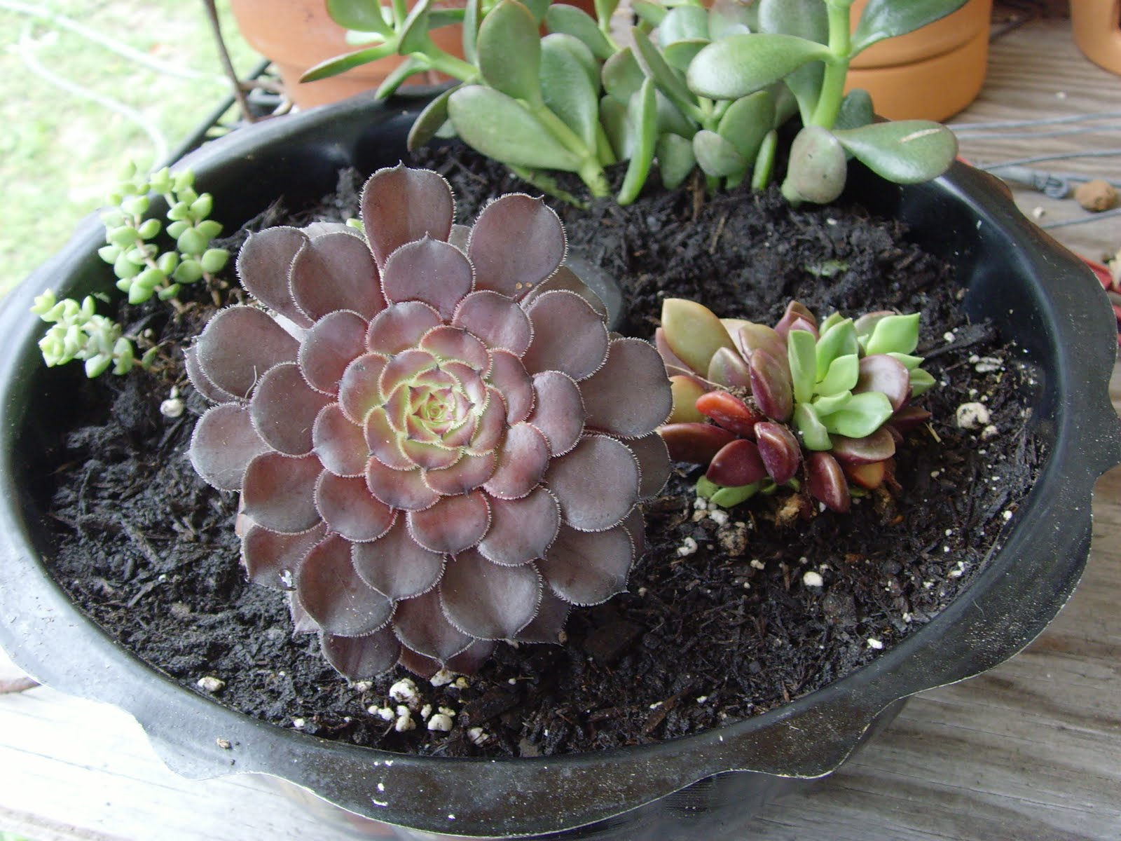 Lily's Pad and Petals Bundt Pan Planter