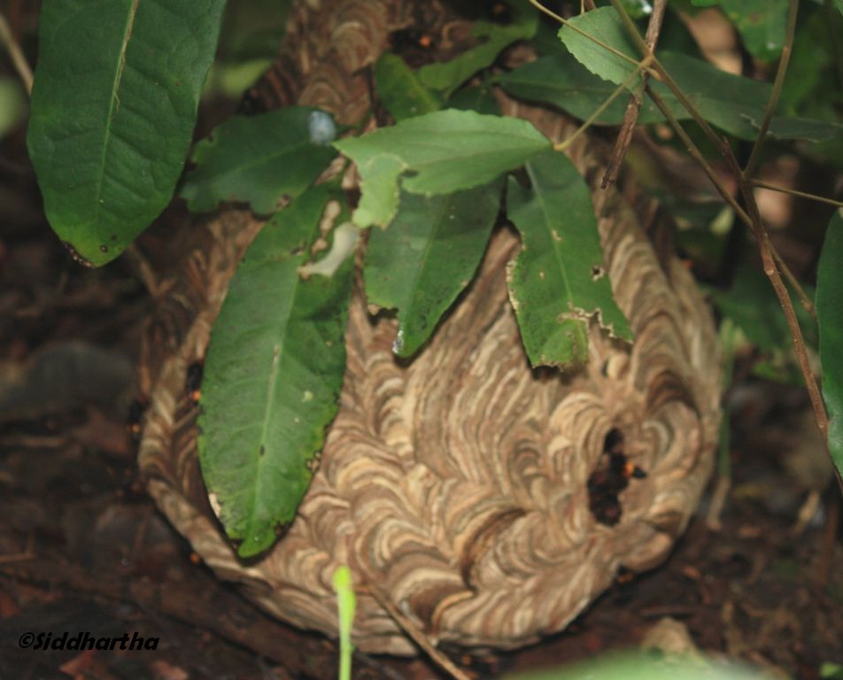 Simply Siddhartha: Insect Life in Dandeli- Anshi Tiger Reserve.
