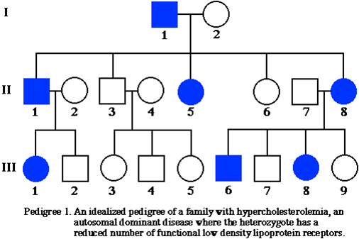 Inheritance: Y Linked Inheritance Examples
