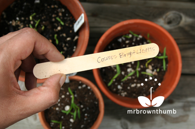 Homemade plant labels from popsicle sticks