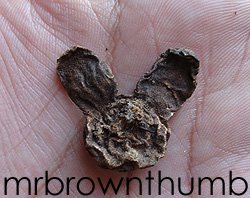 [Mickey+Mouse+Anemone+DeCean.jpg]