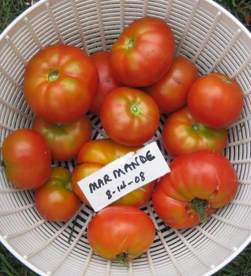 [Marmande+Tomato.png]