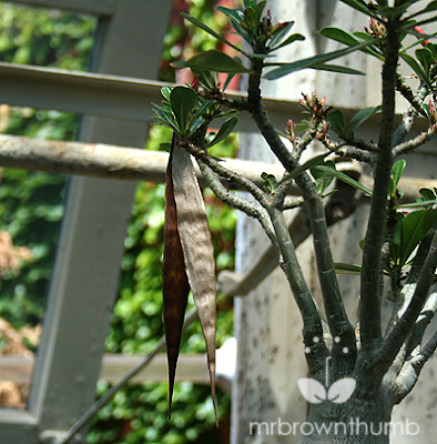 Adenium Obesum, Desert Rose flower seed pod