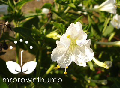 [White+Four+o'+clock+flower.png]