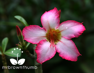  Pink Dessert Rose, Adenium Obesum flower