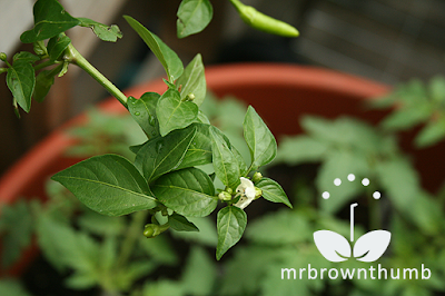 foliage of chile pequin in upside down pepper planter