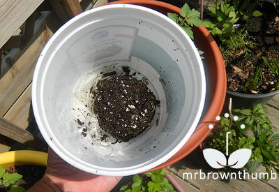 pepper plant in upside down pepper planter