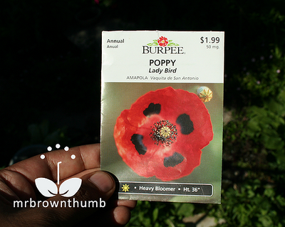 Ladybird poppy seed pack from Burpee seeds