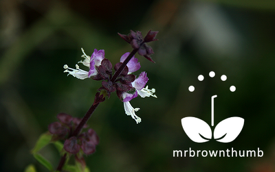 Thai Basil Flowers