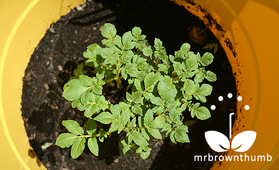 Growing Potatoes in a bucket in urban garden