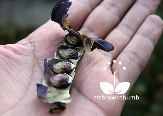 hyacinth bean vine seeds 