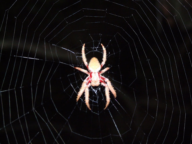 big spider,australia