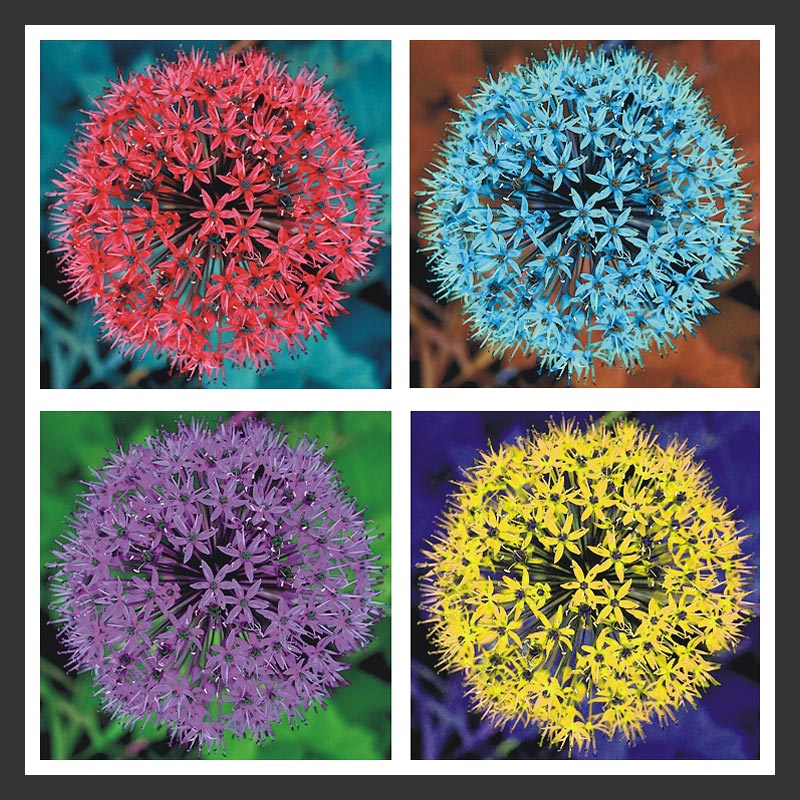 [Allium-4-Colour2.jpg]