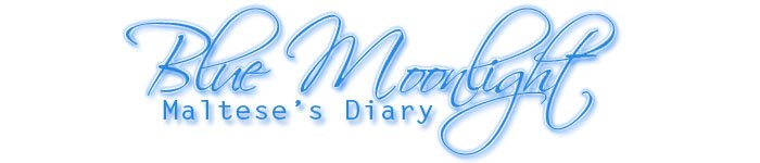 Blue Moonlight Maltese Diary