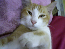 This is my cat LION!! hehee