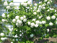 white snowball bush