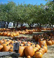 field of big pumpkins at Hemmeter's Market