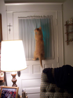 Jasper climbing up the curtain on the livingroom door