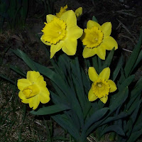 more daffodils by our house