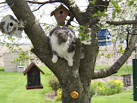 Annie in the cherry tree