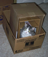 Annie loves to be in boxes