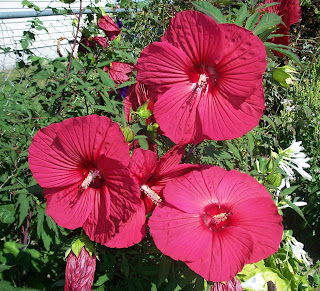 three red hibiscus flowers