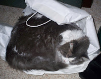 Annie sleeping on the shopping bag