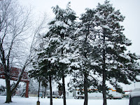 trees covered with snow outside the motel