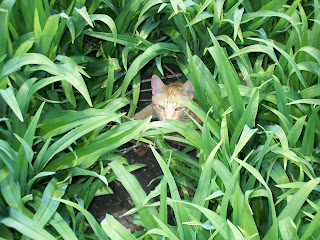 Jasper hiding in the Tiger lilies