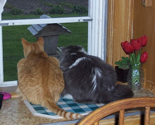 Jasper and Annie looking out the kitchen window at the bird feeder