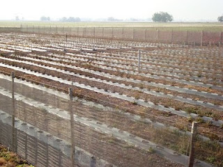 Plantacion de Arandano